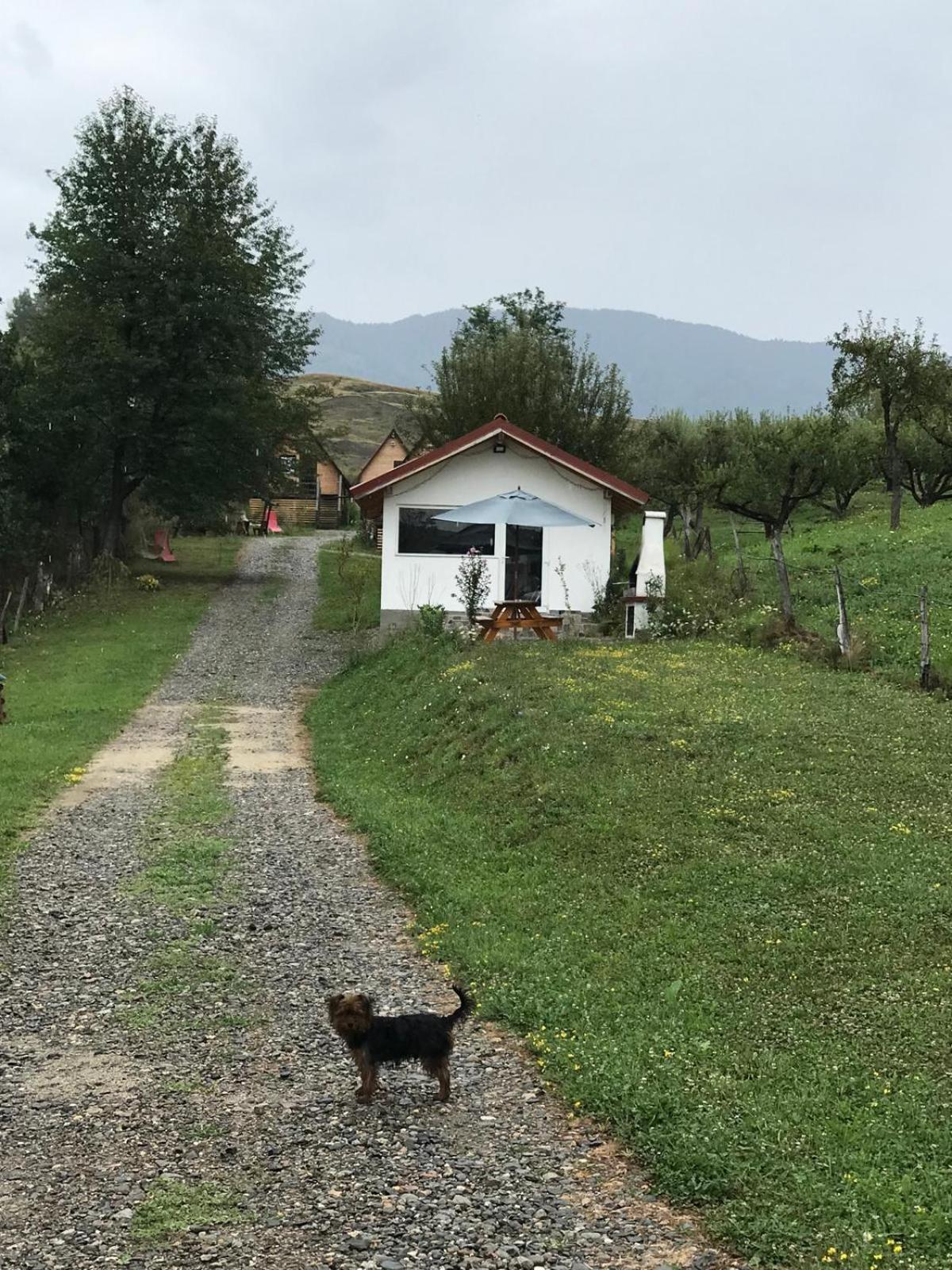 Cabanele Lu' Dinu Curtea de Argeş Extérieur photo
